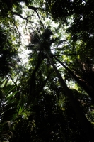 Domingo 22 de abril del 2108. Tuxtla Gutiérrez.  Dí­a internacional de la tierra. La reducción de las cuatro hectáreas y media del Jardí­n Botánico Faustino Miranda muestran el abandono y la afectación premeditada de las zonas verdes de la ciudad. El
