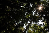 Domingo 22 de abril del 2108. Tuxtla Gutiérrez.  Dí­a internacional de la tierra. La reducción de las cuatro hectáreas y media del Jardí­n Botánico Faustino Miranda muestran el abandono y la afectación premeditada de las zonas verdes de la ciudad. El