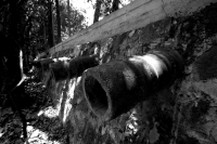 Domingo 22 de abril del 2108. Tuxtla Gutiérrez.  Dí­a internacional de la tierra. La reducción de las cuatro hectáreas y media del Jardí­n Botánico Faustino Miranda muestran el abandono y la afectación premeditada de las zonas verdes de la ciudad. El