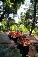 Domingo 22 de abril del 2108. Tuxtla Gutiérrez.  Dí­a internacional de la tierra. La reducción de las cuatro hectáreas y media del Jardí­n Botánico Faustino Miranda muestran el abandono y la afectación premeditada de las zonas verdes de la ciudad. El