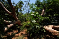 Domingo 22 de abril del 2108. Tuxtla Gutiérrez.  Dí­a internacional de la tierra. La reducción de las cuatro hectáreas y media del Jardí­n Botánico Faustino Miranda muestran el abandono y la afectación premeditada de las zonas verdes de la ciudad. El
