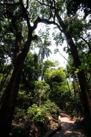 Domingo 22 de abril del 2108. Tuxtla Gutiérrez.  Dí­a internacional de la tierra. La reducción de las cuatro hectáreas y media del Jardí­n Botánico Faustino Miranda muestran el abandono y la afectación premeditada de las zonas verdes de la ciudad. El