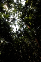 Domingo 22 de abril del 2108. Tuxtla Gutiérrez. DÃÂa internacional de la tierra. La reducción de las cuatro hectáreas y media del JardÃÂn Botánico Faustino Miranda muestran el abandono y la afectación premeditada de las zonas verdes de la ciudad. El Domingo 22 de abril del 2108. Tuxtla Gutiérrez. DÃÂa internacional de la tierra. La reducción de las cuatro hectáreas y media del JardÃÂn Botánico Faustino Miranda muestran el abandono y la afectación premeditada de las zonas verdes de la ciudad. El