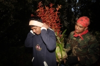 Martes 16 de diciembre del 2014. San Cristóbal de las Casas. Los Jóvenes Floreros del municipio de Chiapa de Corzo y de Ácala recorren la zona boscosa de la comunidad Mitziton en la región Altos del estado de Chiapas recolectando la flor de NIluyarilu den Martes 16 de diciembre del 2014. San Cristóbal de las Casas. Los Jóvenes Floreros del municipio de Chiapa de Corzo y de Ácala recorren la zona boscosa de la comunidad Mitziton en la región Altos del estado de Chiapas recolectando la flor de NIluyarilu den