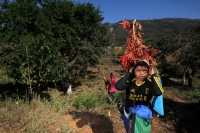 Viernes 20 de diciembre del 2013. Acala. Los Floreros de Chiapa de Corzo llegan esta mañana a El Rodeo donde pernoctaran antes de regresar a la colonial ciudad de la ribera con los atados de flor de Nilurayilo sobre las espaldas y después de recorrer algu
