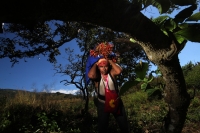Viernes 20 de diciembre del 2013. Acala. Los Floreros de Chiapa de Corzo llegan esta mañana a El Rodeo donde pernoctaran antes de regresar a la colonial ciudad de la ribera con los atados de flor de Nilurayilo sobre las espaldas y después de recorrer algu