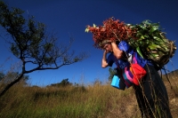 Viernes 20 de diciembre del 2013. Acala. Los Floreros de Chiapa de Corzo llegan esta mañana a El Rodeo donde pernoctaran antes de regresar a la colonial ciudad de la ribera con los atados de flor de Nilurayilo sobre las espaldas y después de recorrer algu