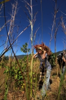 Viernes 20 de diciembre del 2013. Acala. Los Floreros de Chiapa de Corzo llegan esta mañana a El Rodeo donde pernoctaran antes de regresar a la colonial ciudad de la ribera con los atados de flor de Nilurayilo sobre las espaldas y después de recorrer algu