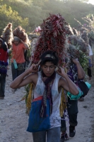 Lunes 21 de diciembre del 2015. Chiapa de Corzo. Los cientos de Floreros llegan esta madrugada a las cercanías de la comunidad de la ribera del Grijalva sucios y cansados después de permanecer durante 8 días en las montañas de Los altos de Chiapas donde r
