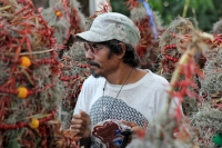 Miércoles 21 de diciembre del 2016. Chiapa de Corzo. La Topada de la Flor. Los jóvenes floreros llegan a Chiapa de Corzo después de caminar por cientos de kilómetros hacia las comunidades de Los Altos de Chiapas y de recolectar manojos o amarres del tubér