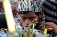 Miércoles 21 de diciembre del 2016. Chiapa de Corzo. La Topada de la Flor. Los jóvenes floreros llegan a Chiapa de Corzo después de caminar por cientos de kilómetros hacia las comunidades de Los Altos de Chiapas y de recolectar manojos o amarres del tubér