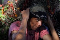 Miércoles 21 de diciembre del 2016. Chiapa de Corzo. La Topada de la Flor. Los jóvenes floreros llegan a Chiapa de Corzo después de caminar por cientos de kilómetros hacia las comunidades de Los Altos de Chiapas y de recolectar manojos o amarres del tubér