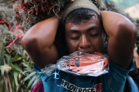 Miércoles 21 de diciembre del 2016. Chiapa de Corzo. La Topada de la Flor. Los jóvenes floreros llegan a Chiapa de Corzo después de caminar por cientos de kilómetros hacia las comunidades de Los Altos de Chiapas y de recolectar manojos o amarres del tubér