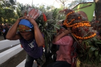 Miércoles 21 de diciembre del 2016. Chiapa de Corzo. La Topada de la Flor. Los jóvenes floreros llegan a Chiapa de Corzo después de caminar por cientos de kilómetros hacia las comunidades de Los Altos de Chiapas y de recolectar manojos o amarres del tubér