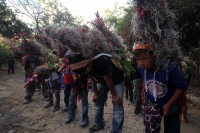 Miércoles 21 de diciembre del 2016. Chiapa de Corzo. La Topada de la Flor. Los jóvenes floreros llegan a Chiapa de Corzo después de caminar por cientos de kilómetros hacia las comunidades de Los Altos de Chiapas y de recolectar manojos o amarres del tubér Miércoles 21 de diciembre del 2016. Chiapa de Corzo. La Topada de la Flor. Los jóvenes floreros llegan a Chiapa de Corzo después de caminar por cientos de kilómetros hacia las comunidades de Los Altos de Chiapas y de recolectar manojos o amarres del tubér