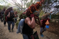 Miércoles 21 de diciembre del 2016. Chiapa de Corzo. La Topada de la Flor. Los jóvenes floreros llegan a Chiapa de Corzo después de caminar por cientos de kilómetros hacia las comunidades de Los Altos de Chiapas y de recolectar manojos o amarres del tubér