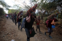 Miércoles 21 de diciembre del 2016. Chiapa de Corzo. La Topada de la Flor. Los jóvenes floreros llegan a Chiapa de Corzo después de caminar por cientos de kilómetros hacia las comunidades de Los Altos de Chiapas y de recolectar manojos o amarres del tubér