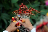 Miércoles 21 de diciembre del 2016. Chiapa de Corzo. La Topada de la Flor. Los jóvenes floreros llegan a Chiapa de Corzo después de caminar por cientos de kilómetros hacia las comunidades de Los Altos de Chiapas y de recolectar manojos o amarres del tubér