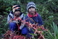 Miércoles 16 de diciembre del 2015. San Cristóbal de las Casas. Jóvenes originarios de las comunidades del municipio de Chiapa de Corzo recorren durante varios días las montañas de la región de Los Altos del estado de Chiapas recolectando las bromelias qu