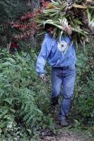Miércoles 16 de diciembre del 2015. San Cristóbal de las Casas. Jóvenes originarios de las comunidades del municipio de Chiapa de Corzo recorren durante varios días las montañas de la región de Los Altos del estado de Chiapas recolectando las bromelias qu