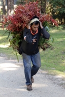 Miércoles 16 de diciembre del 2015. San Cristóbal de las Casas. Jóvenes originarios de las comunidades del municipio de Chiapa de Corzo recorren durante varios días las montañas de la región de Los Altos del estado de Chiapas recolectando las bromelias qu