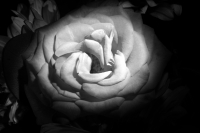 Lunes 30 de junio del 2014. Tuxtla Gutiérrez. Flores de Chiapas.