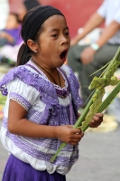 Domingo 29 de marzo del 2015. Tuxtla Gutiérrez, Cada año disminuye el número de las familias artesanas que continúan  elaborando las palmas en los atrios de las iglesias de la capital del estado de Chiapas.