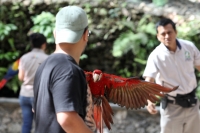 Miércoles 19 de febrero del 2014. Tuxtla Gutiérrez. La Guacamaya Roja (Ara Macao) es cuidada y acondicionada para volver a su entorno natural en la selva lacandona en las instalaciones del ZOOMAT. Miércoles 19 de febrero del 2014. Tuxtla Gutiérrez. La Guacamaya Roja (Ara Macao) es cuidada y acondicionada para volver a su entorno natural en la selva lacandona en las instalaciones del ZOOMAT.
