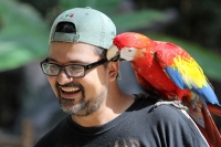 Miércoles 19 de febrero del  2014. Tuxtla  Gutiérrez. La Guacamaya Roja (Ara Macao) es cuidada y acondicionada para volver a su entorno natural en la selva lacandona en las instalaciones del ZOOMAT.