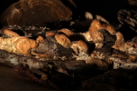 Jueves 21 de agosto del 2014. Tuxtla Gutiérrez. La muestra de Hongo Silvestres en Chiapas inicia su exposición esta mañana en la sala de usos múltiples del Museo del Jardín Botánico Faustino Miranda del parque de Convivencia Infantil en la capital de este