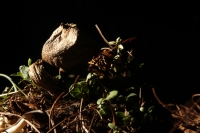 Martes 29 de septiembre del 2015. Tuxtla Gutiérrez. La muestra de Hongos de Chiapas es presentada por 23ª ocasión en la muestra temporal del Museo Botánico Faustino Miranda del Centro de Convivencia Infantil en la capital del estado de Chiapas.
