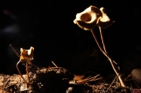 Martes 29 de septiembre del 2015. Tuxtla Gutiérrez. La muestra de Hongos de Chiapas es presentada por 23ª ocasión en la muestra temporal del Museo Botánico Faustino Miranda del Centro de Convivencia Infantil en la capital del estado de Chiapas.