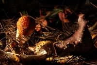 Martes 29 de septiembre del 2015. Tuxtla Gutiérrez. La muestra de Hongos de Chiapas es presentada por 23ª ocasión en la muestra temporal del Museo Botánico Faustino Miranda del Centro de Convivencia Infantil en la capital del estado de Chiapas.