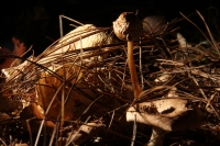 Martes 29 de septiembre del 2015. Tuxtla Gutiérrez. La muestra de Hongos de Chiapas es presentada por 23ª ocasión en la muestra temporal del Museo Botánico Faustino Miranda del Centro de Convivencia Infantil en la capital del estado de Chiapas.