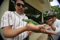 Una cría de iguana es llevada al Zoológico Miguel Álvarez del Toro ZOOMAT es levada desde la ciudad desde el estado de Tabasco por sus propietarios para que sea cuidada por los especialistas de la sala de reptiles de este lugar.