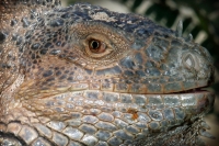 Varias iguanas presentan su colorido al sol después de mudar la piel en las instalaciones del ZOOMAT