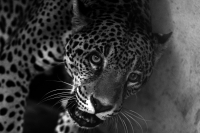 Lunes 04 de agosto del 2014. Tuxtla Gutiérrez. Los jaguares recuperados de lo que fuera el parque eco turístico Amiku dentro del Cañón del Sumidero se encuentran totalmente recuperados en las instalaciones del Zoológico Miguel Álvarez del Toro (Zoomat)y e