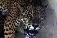 Lunes 04 de agosto del 2014. Tuxtla Gutiérrez. Los jaguares recuperados de lo que fuera el parque eco turístico Amiku dentro del Cañón del Sumidero se encuentran totalmente recuperados en las instalaciones del Zoológico Miguel Álvarez del Toro (Zoomat)y e