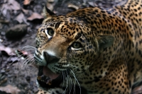 Lunes 04 de agosto del 2014. Tuxtla Gutiérrez. Los jaguares recuperados de lo que fuera el parque eco turístico Amiku dentro del Cañón del Sumidero se encuentran totalmente recuperados en las instalaciones del Zoológico Miguel Álvarez del Toro (Zoomat)y e Lunes 04 de agosto del 2014. Tuxtla Gutiérrez. Los jaguares recuperados de lo que fuera el parque eco turístico Amiku dentro del Cañón del Sumidero se encuentran totalmente recuperados en las instalaciones del Zoológico Miguel Álvarez del Toro (Zoomat)y e