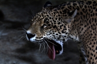 Lunes 04 de agosto del 2014. Tuxtla Gutiérrez. Los jaguares recuperados de lo que fuera el parque eco turístico Amiku dentro del Cañón del Sumidero se encuentran totalmente recuperados en las instalaciones del Zoológico Miguel Álvarez del Toro (Zoomat)y e