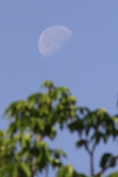 Viernes 25 de marzo. Aspecto de la Luna en esta mañana.