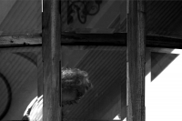 Lunes 17 de julio del 2017. Tuxtla Gutiérrez. La escritora y antropóloga Martha Lamas momentos antes de la presentación de su libro El Fulgor de la Noche este medio día en el Museo de la Ciudad de la capital del estado de Chiapas.