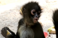 Miércoles 27 de abril. Los Monos Araña del ZOOMAT se encuentran en una de las areas de exhibición de esta reserva ecológica y son de los ejemplares que son más visitados por quienes asisten a este lugar.