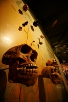 El Museo de Paleontología presenta este fin de semana la exposición temporal Grandes Depredadores de Chiapas, dando una opción más a las familias para vistar en estos días de vacaciones. El día miércoles se presento la revista Patrimonio Paleontológico de