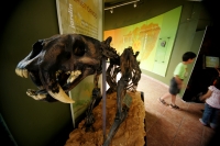 El Museo de Paleontología presenta este fin de semana la exposición temporal Grandes Depredadores de Chiapas, dando una opción más a las familias para vistar en estos días de vacaciones. El día miércoles se presento la revista Patrimonio Paleontológico de