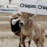 Domingo 23 de octubre del 2016. Tuxtla Gutiérrez. Campeonato Nacional Charro 2016. Con la participación de los equipos de Tuxtla, Villahermosa y Pachuca inicia la jornada dominical dentro del Campeonato Nacional Charro