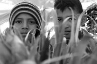 Domingo 17 de diciembre del 2017. Zinacantan. Los jóvenes de la comunidad de Chiapa de Corzo viajan varios kilómetros a pie durante esta semana  para recolectar los tubérculos de las flores de Niluyarilo. La Topada de la Flor es conocida como el inicio