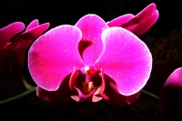 Sábado 22 de marzo del 2014. Tuxtla Gutiérrez. El jardín Botánico Faustino Miranda del parque Convivencia Infantil  mantiene el orquideario abierto a los visitantes donde se exhibe una colección de estas flores de las selvas húmedas de México.