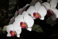 Sábado 22 de marzo del 2014. Tuxtla Gutiérrez. El jardín Botánico Faustino Miranda del parque Convivencia Infantil  mantiene el orquideario abierto a los visitantes donde se exhibe una colección de estas flores de las selvas húmedas de México.