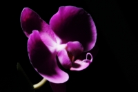 Sábado 16 de julio de 016. Tuxtla Gutiérrez. Orquídeas chiapanecas